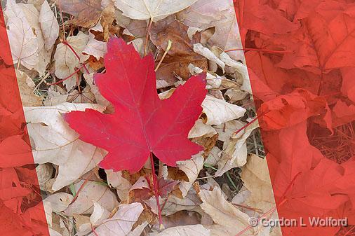 Canadian Maple Leaf_18127.jpg - Photographed at Ottawa, Ontario, Canada.